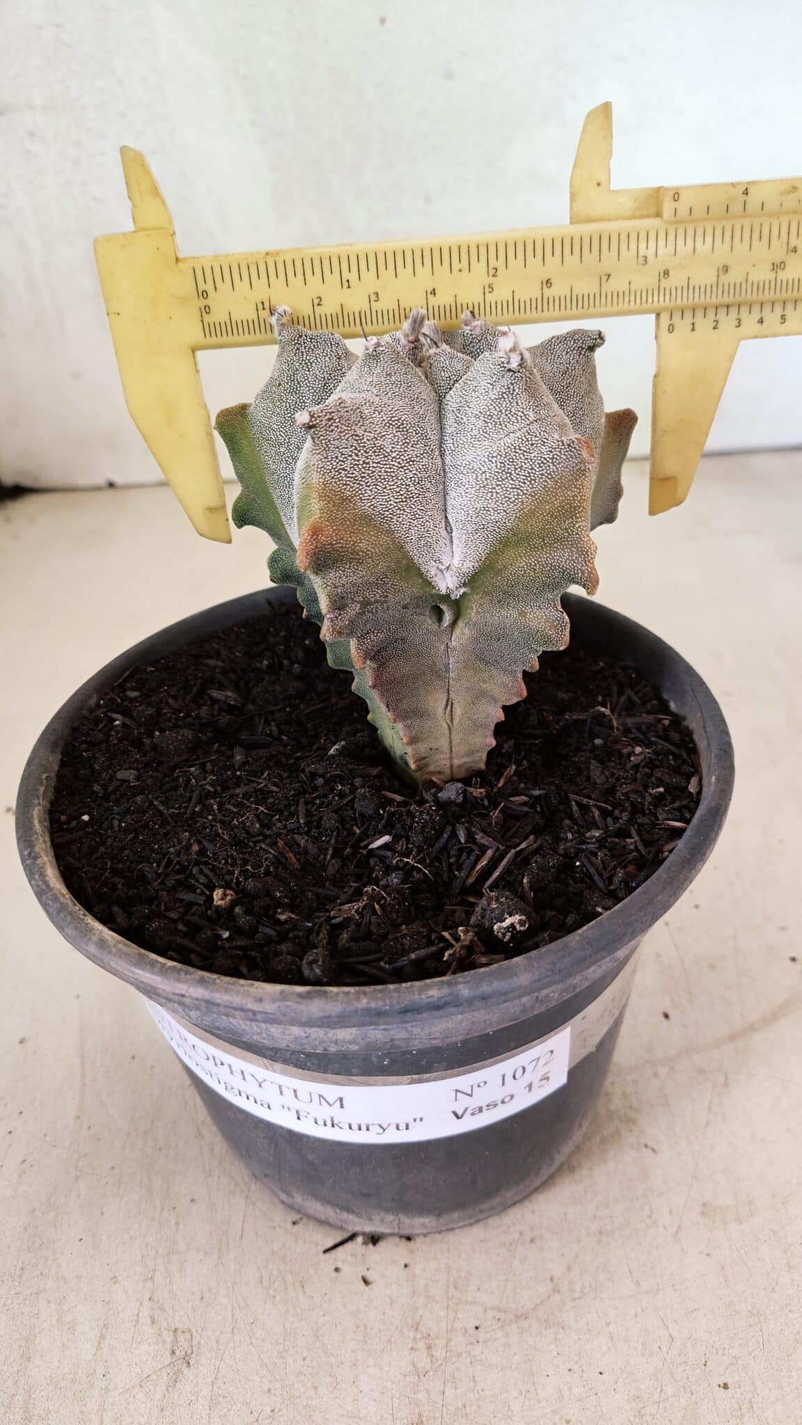 MYRIOSTIGMA FUKURYU 1072 (8) ASTROPHYTUM Myriostigma FUKURYU Nº 1072 – vaso 15 - Imagem 1