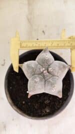 ASTROPHYTUM Myriostigma FUKURYU Nº 1072 – vaso 15 - Imagem 5