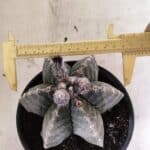 ASTROPHYTUM MYRIOSTIGMA "Multicostatum - 6 quinas "  Nº 1016 – vaso 15