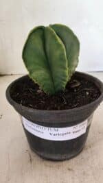 ASTROPHYTUM MYRIOSTIGMA "Variegata" Nº 1080 – vaso 15 - Imagem 2