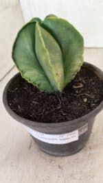 ASTROPHYTUM MYRIOSTIGMA "Variegata" Nº 1080 – vaso 15 - Imagem 6