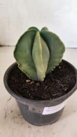 ASTROPHYTUM MYRIOSTIGMA "Variegata" Nº 1080 – vaso 15 - Imagem 7