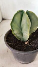 ASTROPHYTUM MYRIOSTIGMA "Variegata" Nº 1080 – vaso 15 - Imagem 8