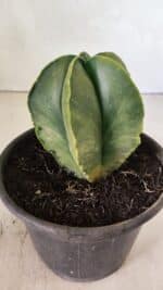 ASTROPHYTUM MYRIOSTIGMA "Variegata" Nº 1080 – vaso 15