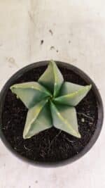 ASTROPHYTUM MYRIOSTIGMA "Variegata" Nº 1080 – vaso 15 - Imagem 3