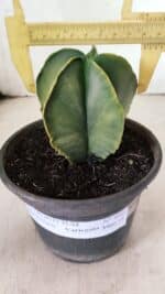 ASTROPHYTUM MYRIOSTIGMA "Variegata" Nº 1080 – vaso 15 - Imagem 4