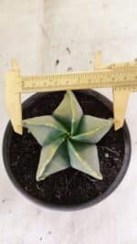 ASTROPHYTUM MYRIOSTIGMA "Variegata" Nº 1080 – vaso 15 - Imagem 5