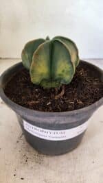 ASTROPHYTUM Myriostigma "Variegata" Nº 1091 – vaso 15 - Imagem 2