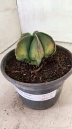 ASTROPHYTUM Myriostigma "Variegata" Nº 1091 – vaso 15 - Imagem 8