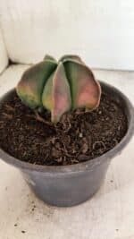 ASTROPHYTUM Myriostigma "Variegata" Nº 1091 – vaso 15 - Imagem 7