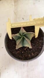 ASTROPHYTUM Myriostigma "Variegata" Nº 1091 – vaso 15 - Imagem 4