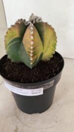 ASTROPHYTUM MYRIOSTIGMA "Variegata" Nº 1104 – vaso 17 - Imagem 10