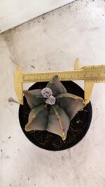 ASTROPHYTUM Myriostigma "Variegata" Nº 1106 – vaso 15 - Imagem 5