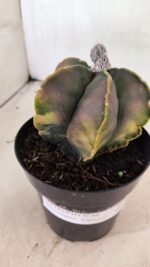 ASTROPHYTUM Myriostigma "Variegata" Nº 1106 – vaso 15 - Imagem 9