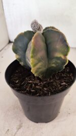 ASTROPHYTUM Myriostigma "Variegata" Nº 1106 – vaso 15 - Imagem 8