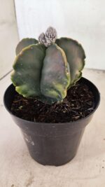 ASTROPHYTUM Myriostigma "Variegata" Nº 1106 – vaso 15 - Imagem 7