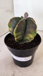 ASTROPHYTUM Myriostigma "Variegata" Nº 1106 – vaso 15 - Imagem 6