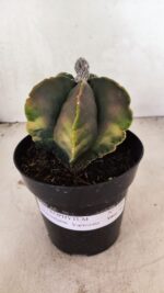 ASTROPHYTUM Myriostigma "Variegata" Nº 1106 – vaso 15 - Imagem 2