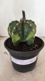 ASTROPHYTUM Myriostigma "Variegata" Nº 1107 – vaso 15 - Imagem 2