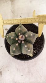 ASTROPHYTUM Myriostigma "Variegata" Nº 1107 – vaso 15 - Imagem 5