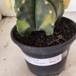 ASTROPHYTUM Myriostigma "Variegata" Nº 1107 – vaso 15