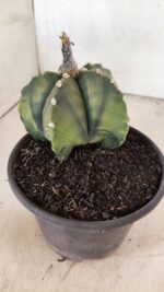 ASTROPHYTUM Myriostigma "Variegata" Nº 1107 – vaso 15 - Imagem 7