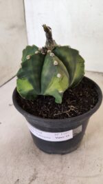 ASTROPHYTUM Myriostigma "Variegata" Nº 1107 – vaso 15 - Imagem 6