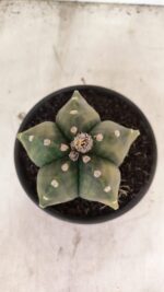 ASTROPHYTUM Myriostigma "Variegata" Nº 1107 – vaso 15 - Imagem 3