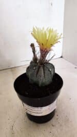 ASTROPHYTUM MYRIOSTIGMA "Multicostatum - 8 quinas"  Nº 454 – vaso 15 - Imagem 6