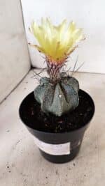 ASTROPHYTUM MYRIOSTIGMA "Multicostatum - 8 quinas"  Nº 454 – vaso 15 - Imagem 5