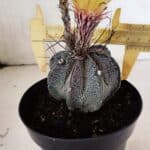ASTROPHYTUM MYRIOSTIGMA "Multicostatum - 8 quinas"  Nº 454 – vaso 15