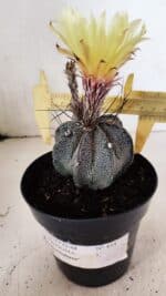 ASTROPHYTUM MYRIOSTIGMA "Multicostatum - 8 quinas"  Nº 454 – vaso 15