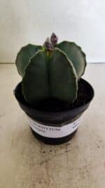 ASTROPHYTUM MYRIOSTIGMA Nº 1022 – vaso 11 - Imagem 2