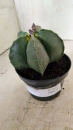 ASTROPHYTUM MYRIOSTIGMA Nº 1022 – vaso 11 - Imagem 10