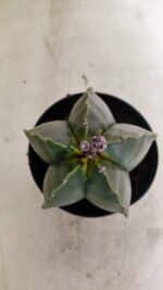 ASTROPHYTUM MYRIOSTIGMA Nº 1022 – vaso 11 - Imagem 3