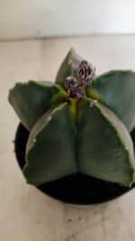 ASTROPHYTUM MYRIOSTIGMA Nº 1022 – vaso 11 - Imagem 9