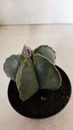 ASTROPHYTUM MYRIOSTIGMA Nº 1022 – vaso 11 - Imagem 8