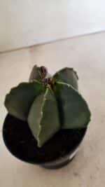 ASTROPHYTUM MYRIOSTIGMA Nº 1022 – vaso 11 - Imagem 7