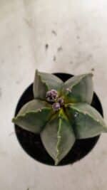 ASTROPHYTUM MYRIOSTIGMA Nº 1022 – vaso 11 - Imagem 6