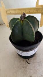 ASTROPHYTUM MYRIOSTIGMA Nº 1022 – vaso 11 - Imagem 4