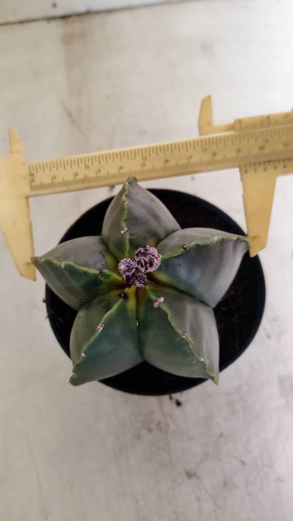 Myriostigma 1022 (9) ASTROPHYTUM MYRIOSTIGMA Nº 1022 – vaso 11 - Imagem 1