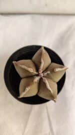 ASTROPHYTUM MYRIOSTIGMA Nº 1086 – vaso 09 - Imagem 3