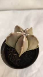 ASTROPHYTUM MYRIOSTIGMA Nº 1086 – vaso 09 - Imagem 6