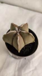 ASTROPHYTUM MYRIOSTIGMA Nº 1086 – vaso 09 - Imagem 5