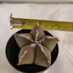 ASTROPHYTUM MYRIOSTIGMA Nº 1086 – vaso 09