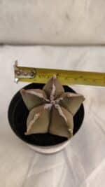 ASTROPHYTUM MYRIOSTIGMA Nº 1086 – vaso 09