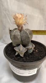 ASTROPHYTUM MYRIOSTIGMA "Colônia" Nº 1085 – vaso 15 - Imagem 6