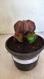 ASTROPHYTUM MYRIOSTIGMA "Colônia" Nº 1101 – vaso 15 - Imagem 2