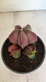 ASTROPHYTUM MYRIOSTIGMA "Colônia" Nº 1101 – vaso 15 - Imagem 3