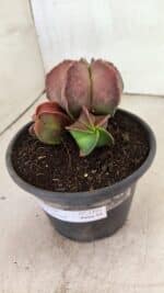 ASTROPHYTUM MYRIOSTIGMA "Colônia" Nº 1101 – vaso 15 - Imagem 6